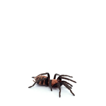 Guatemalan Tiger Rump Tarantula
